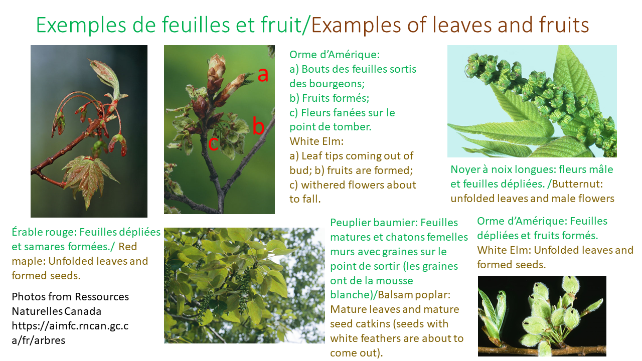 Explication sur les fleurs - partie 1