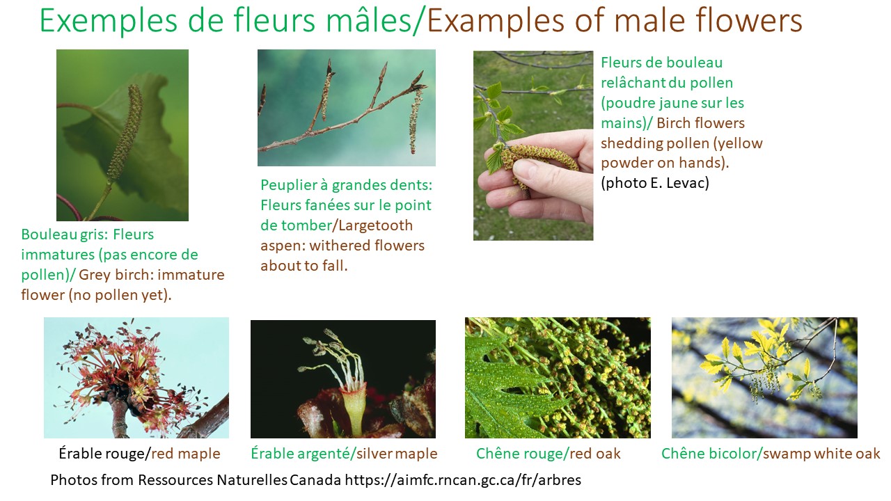 Explication sur les fleurs - partie 2