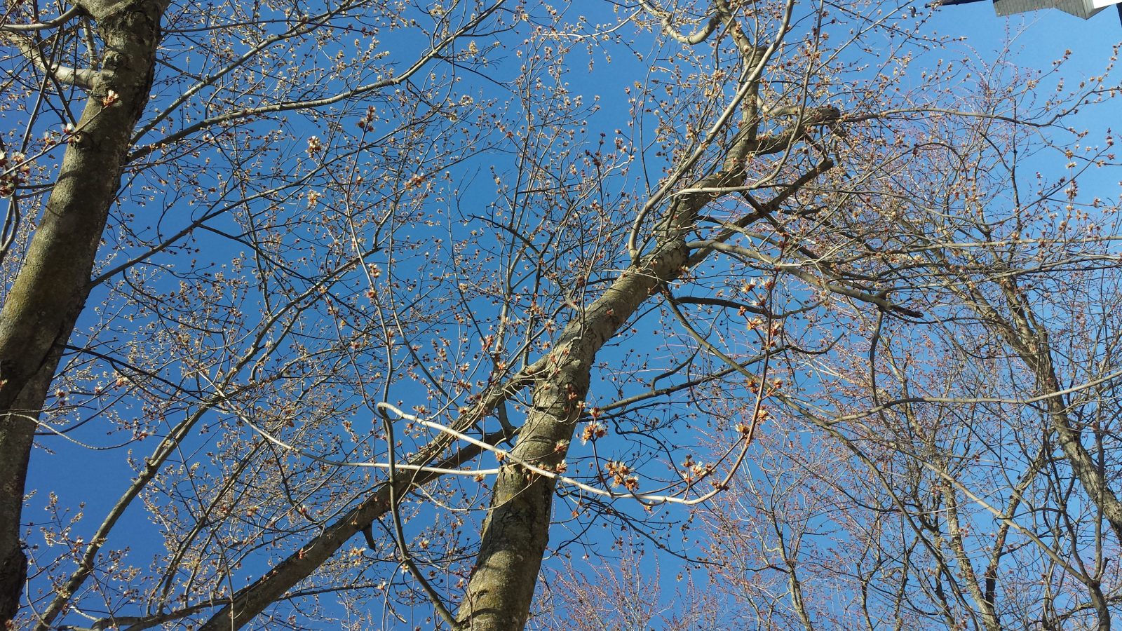 Érable rouge en pleine floraison